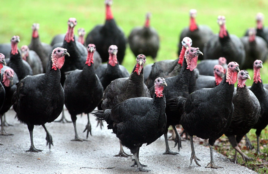 Merawat Dan Memelihara Anakan Ayam Kalkun