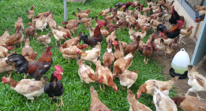 cara menetaskan telur ayam kampung