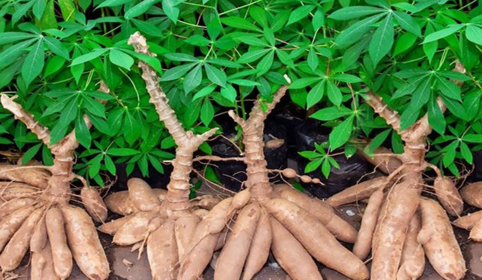 Cara Menyambung Singkong Karet