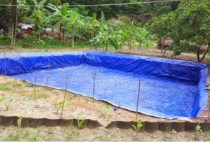 cara pembuatan kolam untuk peternak ikan lele