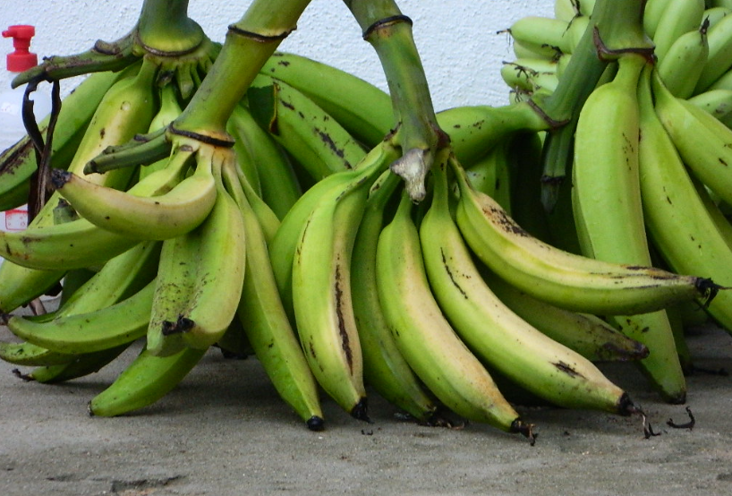 pisang morosebo untuk lahan sempit