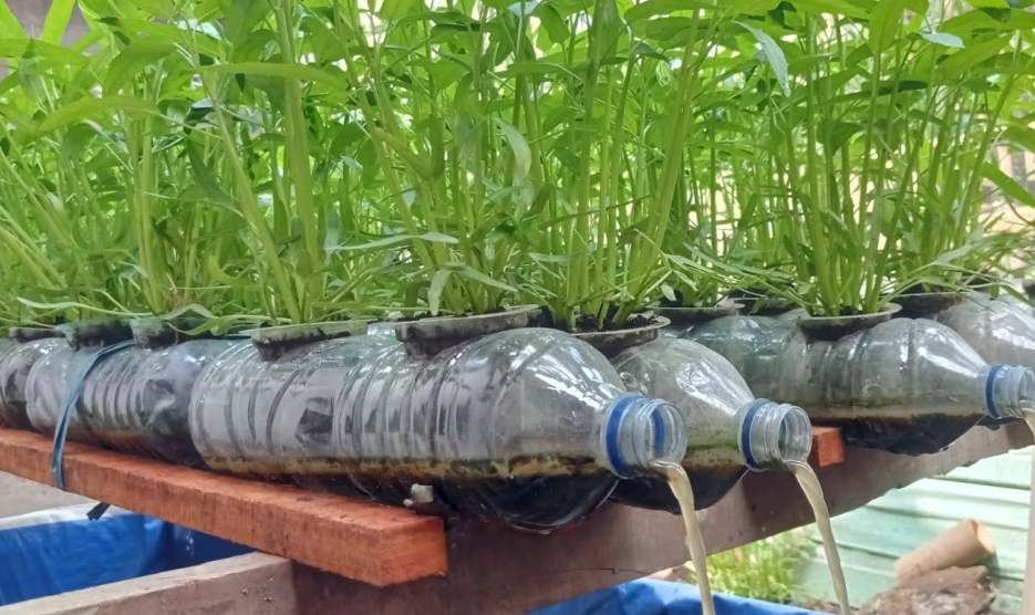 kangkung hidroponik dengan botol bekas
