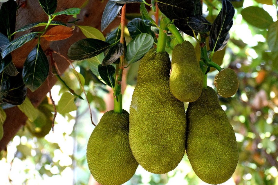 Cara Stek Tanaman Nangka Cempedak Sisa Grafting