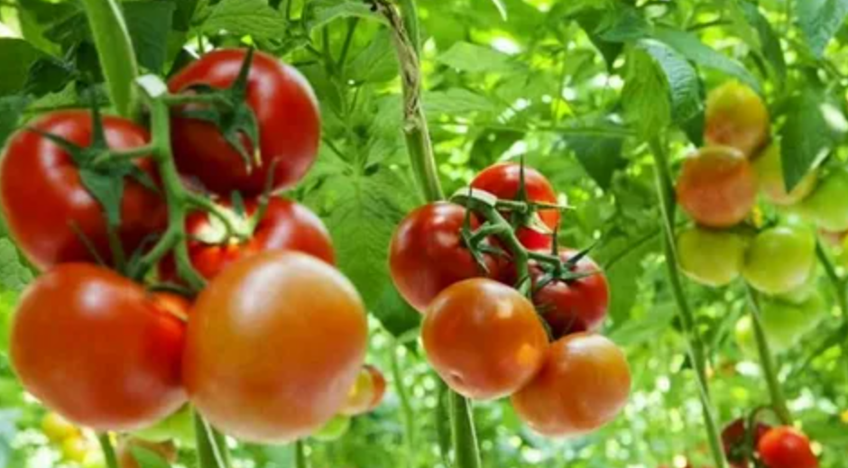 Cara Sambung Pucuk Dengan Tanaman Tomat Dan Labu