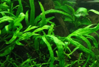 Java Fern Trident