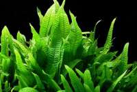 Java fern Needle Leaf