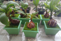 Cara Membuat Bonsai Kelapa