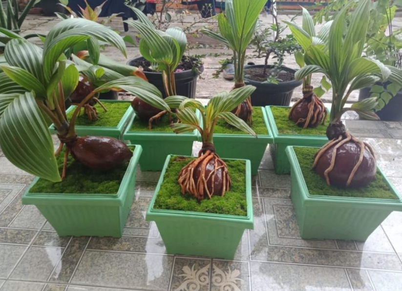 Cara Membuat Bonsai Kelapa
