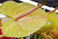 Daun Anthurium Menguning