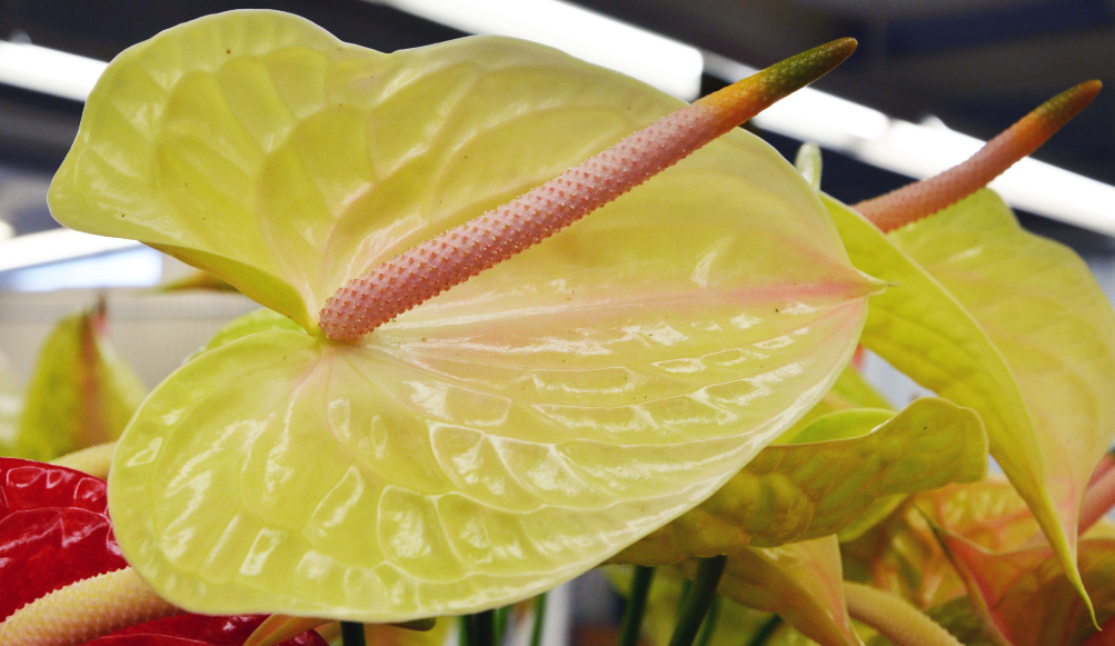 Daun Anthurium Menguning