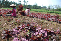 Membuat Bibit dan Menyemai Biji Bayam Merah