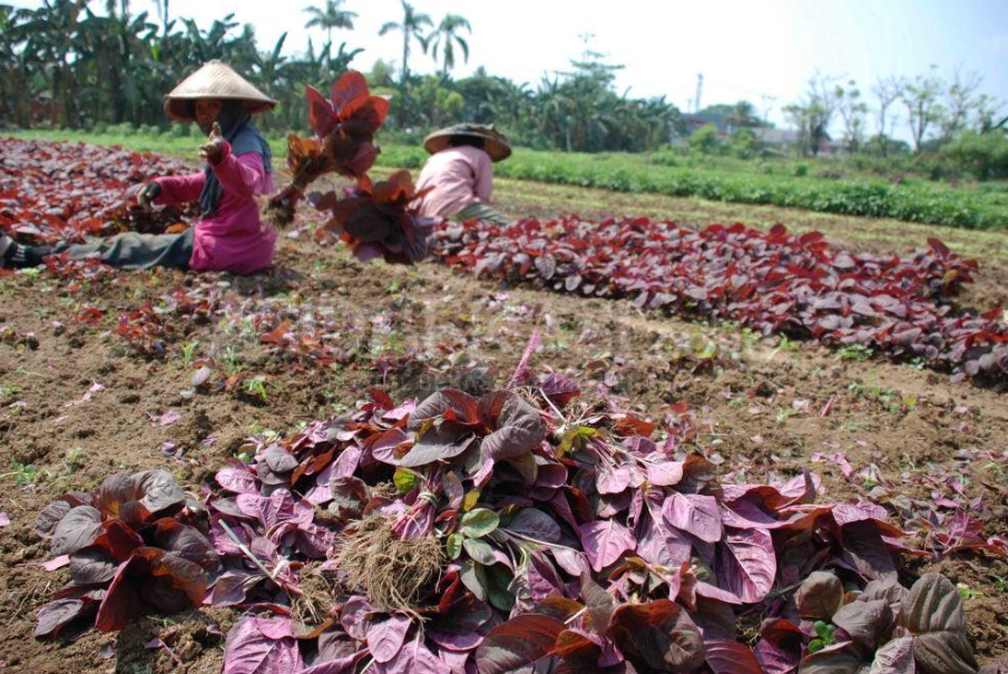 Membuat Bibit dan Menyemai Biji Bayam Merah