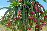 Budidaya Tanaman Buah Naga