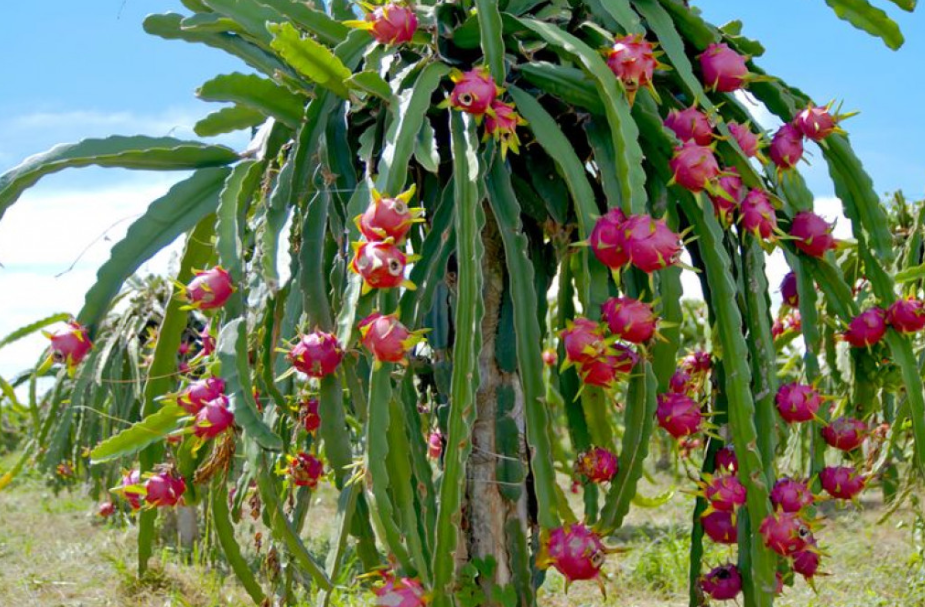 Budidaya Tanaman Buah Naga