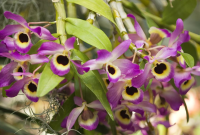 Tanaman Anggrek dendrobium
