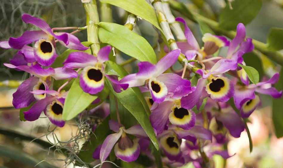 Tanaman Anggrek dendrobium