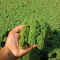 Azolla untuk Pakan Ikan Nila