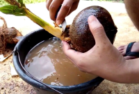 Cara Membuat Bonsai Kelapa