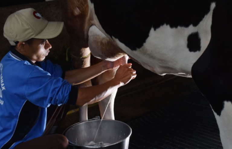 Jenis Sapi Perah yang Terbaik Mengoptimalkan Produksi Susu