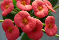 Euphorbia Bunga Tahan Lama