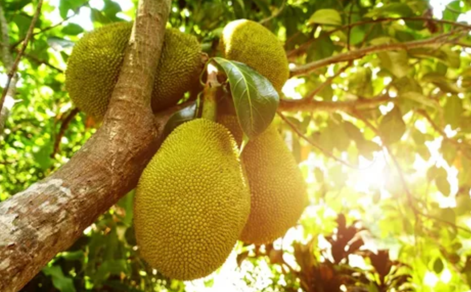 Merawat Pohon Nangka Yang Berbuah Pendek