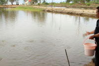 Cara Membuat Air Payau untuk Udang Vaname