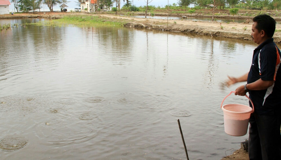 Cara Membuat Air Payau untuk Udang Vaname