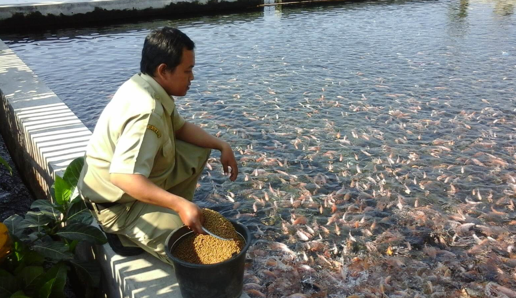 Aturan Pakan Ikan Nila