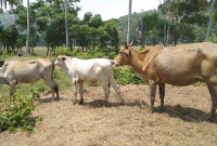 Sapi Bali