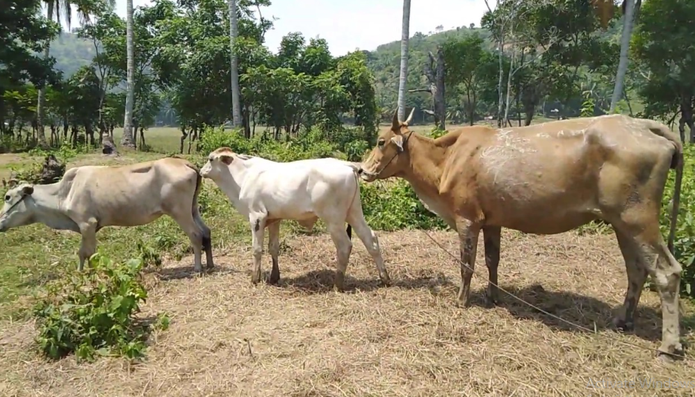 Sapi Bali