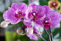 Anggrek Vanda