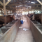 Kandang Sapi Ideal