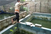 Budidaya Ikan Lele di Kolam Beton