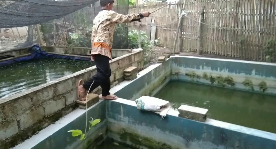 Budidaya Ikan Lele di Kolam Beton