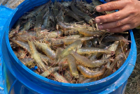 Cara Budidaya Udang di Rumah