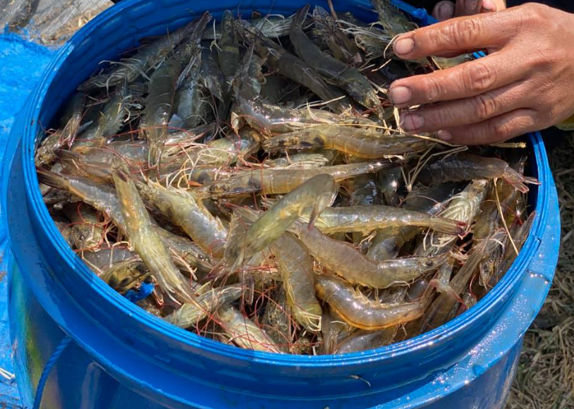 Cara Budidaya Udang di Rumah