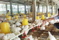 Kebutuhan Pakan Ayam Broiler per 100 Ekor Sampai Panen