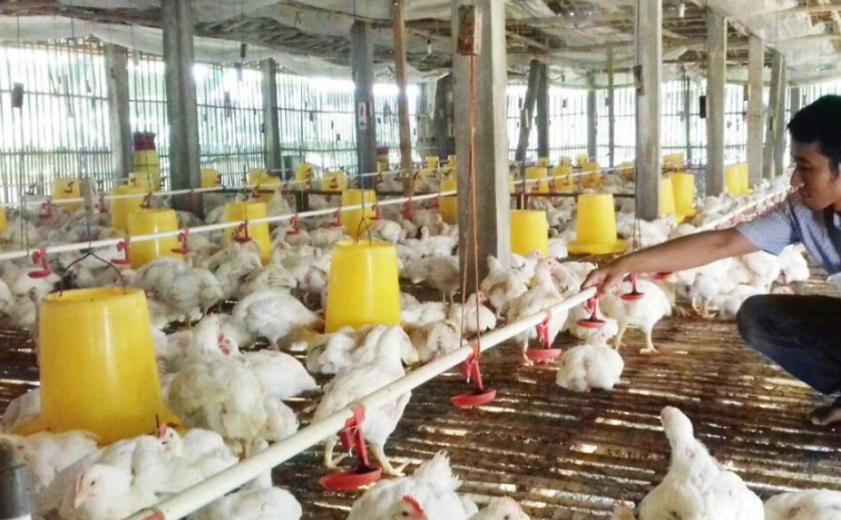 Kebutuhan Pakan Ayam Broiler per 100 Ekor Sampai Panen