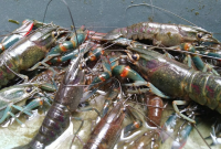 Jenis-jenis Pakan Lobster Air Tawar