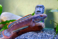 Mengatasi Ikan Gabus Hias Yang Berenang Terbalik