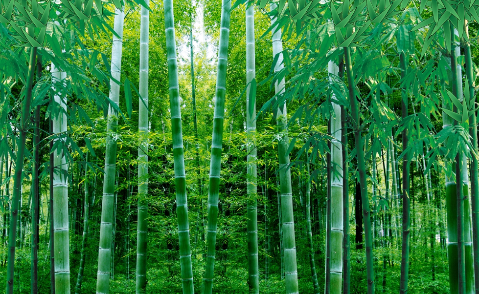 Meraut Batang Bambu Panjang