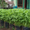 Bertanam Kangkung di Lahan Sempit