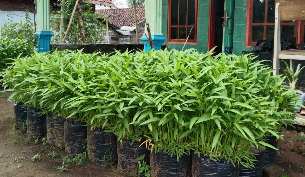 Bertanam Kangkung di Lahan Sempit