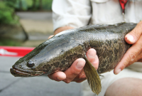 Induk Ikan Gabus Cepat Bertelur