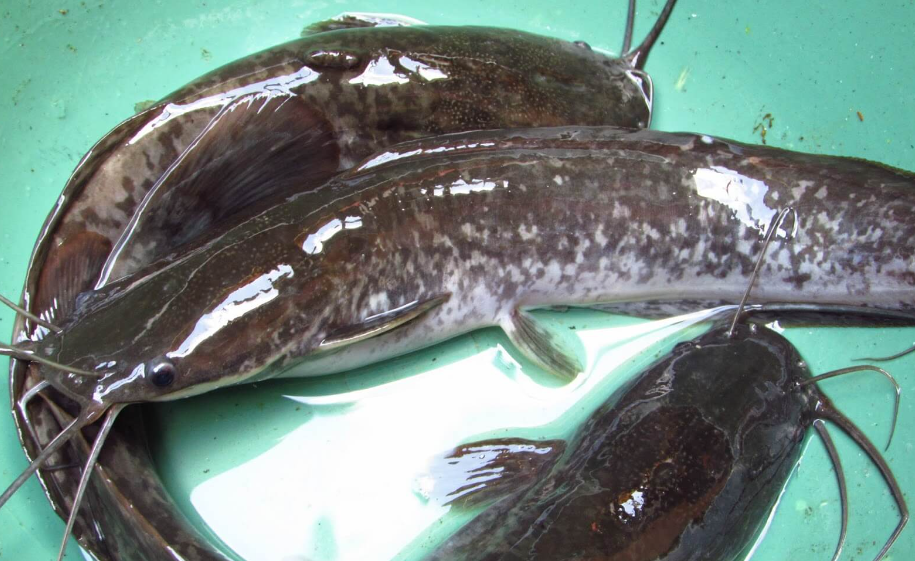 Mengungkap penyebab ikan lele tidak mau makan dan solusinya. Temukan jenis pakan yang baik untuk menjaga kesehatan ikan lele Anda. Dapatkan informasi lengkap tentang penyebab ikan lele kehilangan nafsu makan dan cara mengatasinya.