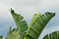 Daun Pisang Berlubang