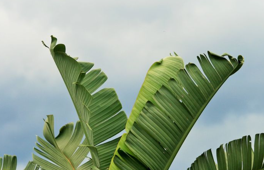 Daun Pisang Berlubang