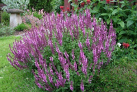 Angelonia Tanaman Mirip Lavender