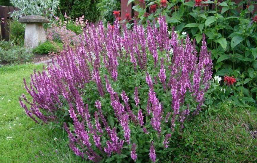 Angelonia Tanaman Mirip Lavender