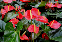 Jenis-jenis Anthurium